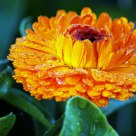 Morning Dew